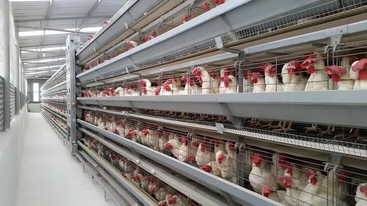 Al jazira poultry farm ( layer cages for egg production), Abudhabi