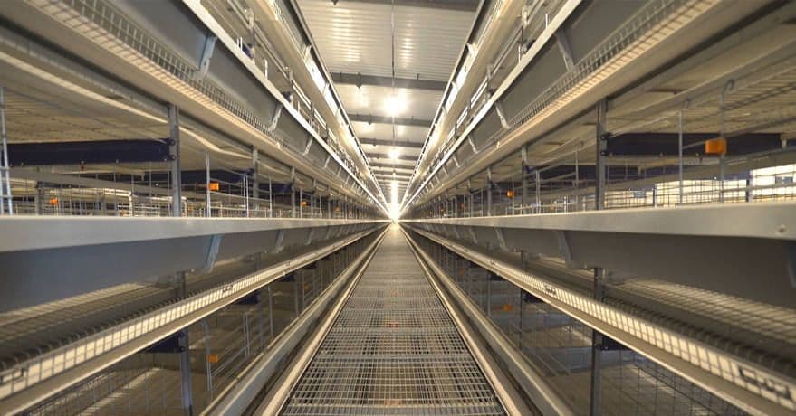 Al khazna poultry farm ( layer cages for broiler), Abudhabi