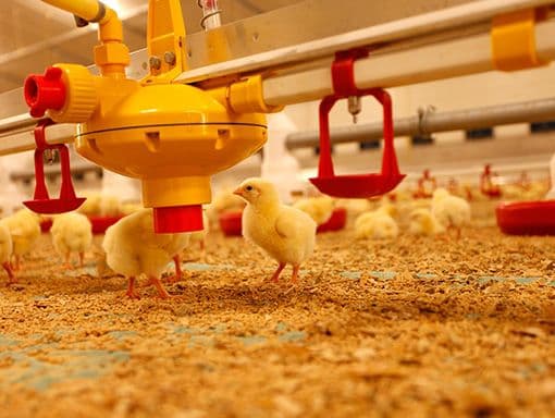 Farouj Al wadi ( broiler ), Al Dhaid Sharjah